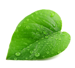 paan-leaf